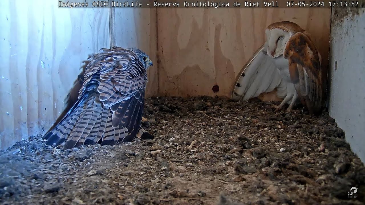 Lechuza se mete en el nido de cernícalos. Barn owl gets into the kestrels' nest.