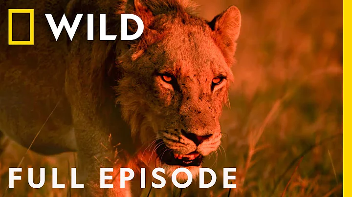 In the Line of Fire: Risking Everything for the Pride (Full Epsiode) | Savage Kingdom