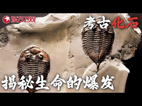 古生物为了生存有多拼? 地球5亿年前为何会生命大爆发? 科学家带你解密神奇动物在哪里 #未来中国 第二季|FULL Episode cover