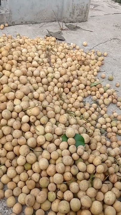 sebagian besar orang sulit membedakan antara buah duku dan buah Langsat #buah #fruit #duku #buahduku