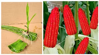 How to Propagate Corn From Seeds with aloe vera