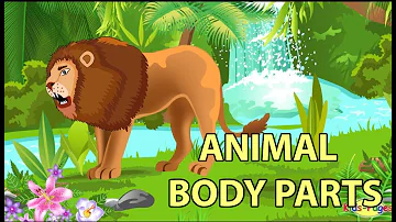 Do animals have similar or different body parts Why?