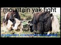 Mountain yak fight