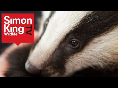 Baby Badger called Panini - Cute!
