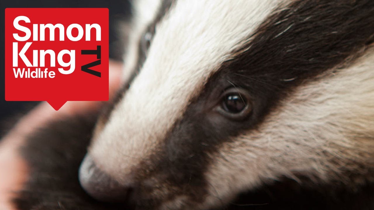 Baby Badger called Panini - Cute!