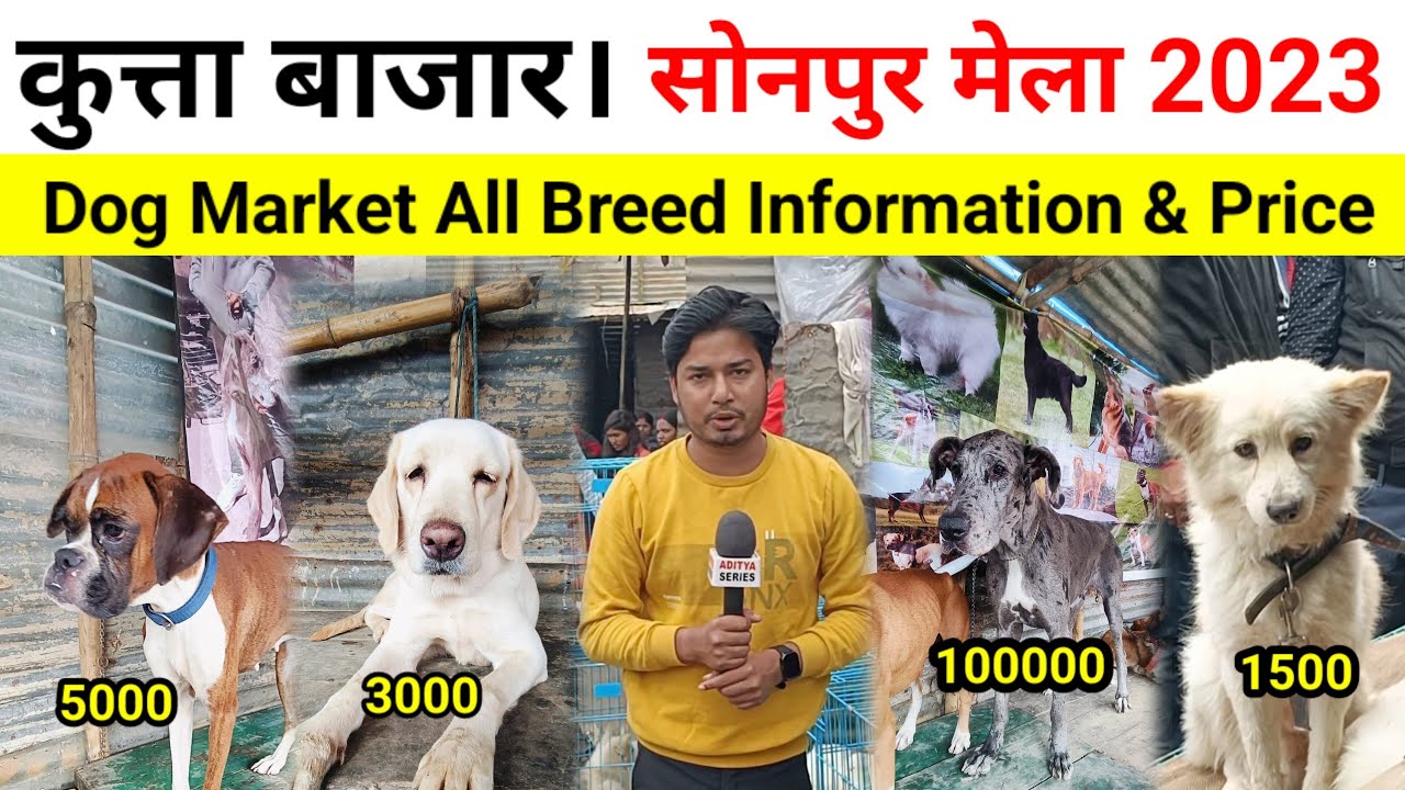 Dog Market All Breed Information | Sonpur Mela kutta Market | All Breed Dog Price | Pet Market