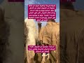 الناقه والجمل والبعير وماذا يسمى بعض مما عليهما معركه معرجة اكتب سبحان الله في التعليق او الكومنت 