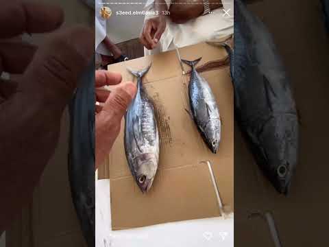 أتعرف على أنواع سمك التونه