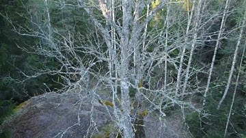 "eesti kivide kuningas" - "the king of estonian stones"