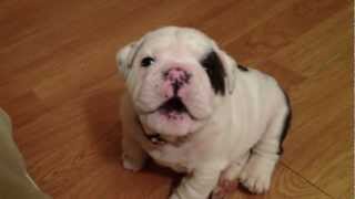 Bentley The Bulldog Puppy Is Fussy