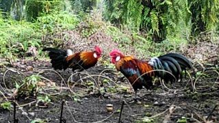 Mikat Ayam hutan muda beginilah SERUNYA