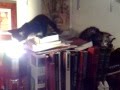 Chats - Bêtises félines - Vol. 1 - 2010