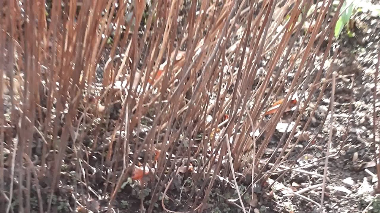 Phlox paniculata - Starfire - Staudenphlox