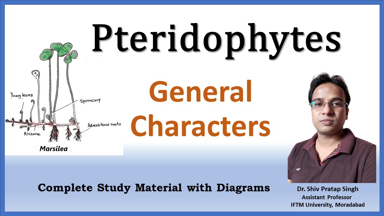 Pteridophytes General Characters