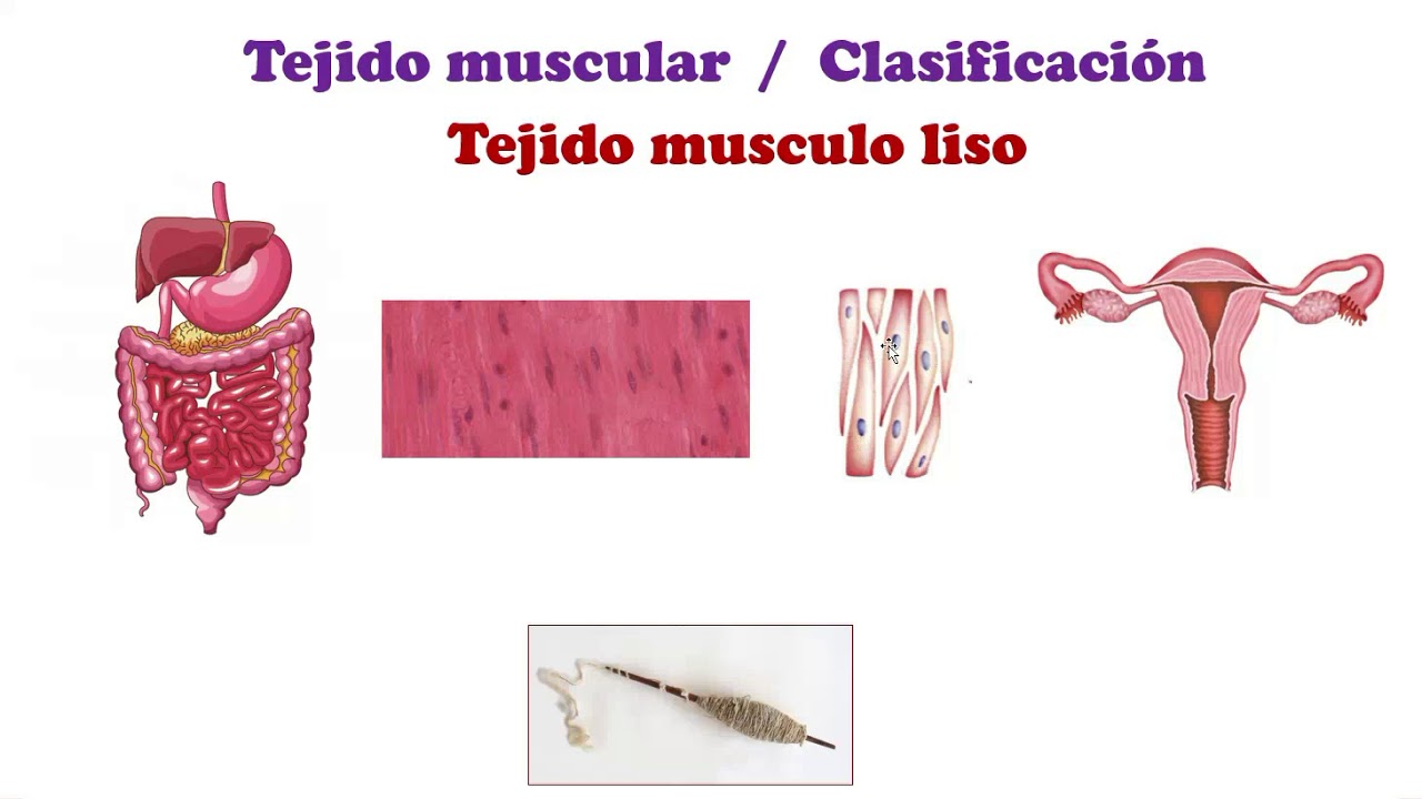 MIOLOGIA VETERINARIA INTRODUCCIÓN