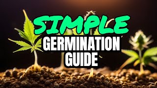 From Soaking to Sprouting: Guide Germinating Cannabis Seeds