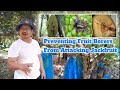 Preventing fruit borers from attacking jackfruit  langka farming in the philippines