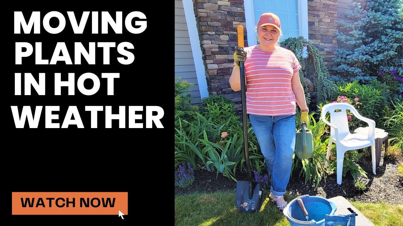 How to Transplant Perrenial Plants in Warm Weather. Tips To Prevent