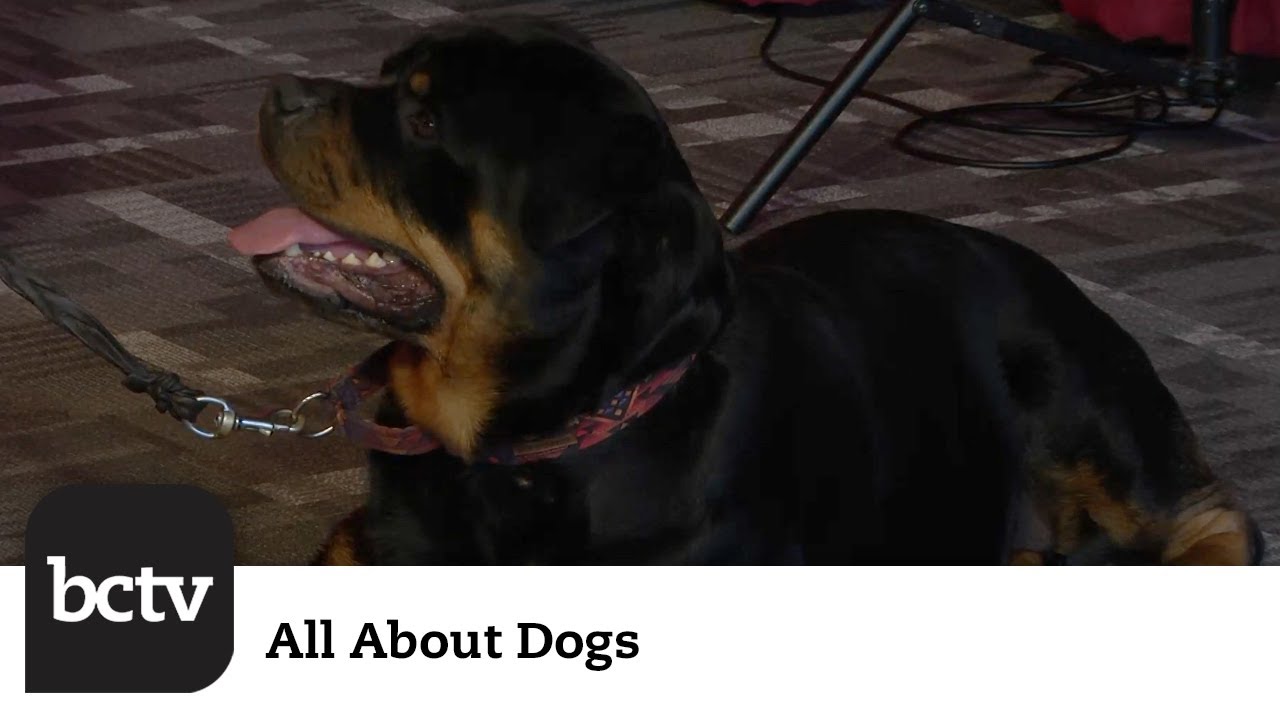 Berks County Dog Training Club: What It Is and What It Offers to Dog Owners | All About Dogs