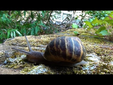 Silly Snail Timelapse!