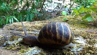 Silly Snail Timelapse!