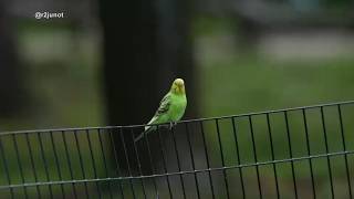 Parakeet rescued after months of living in Central Park