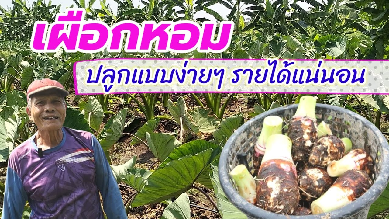 เผือกหอม วิธีปลูกแบบง่ายๆ มีรายได้แน่นอน