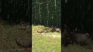 A pair of Mourning Doves 🕊 spiritual meaning behind there presence