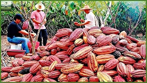 How Harvest Cocoa Beans Processing - Cocoa Processing To Make Chocolate | Modern Agriculture