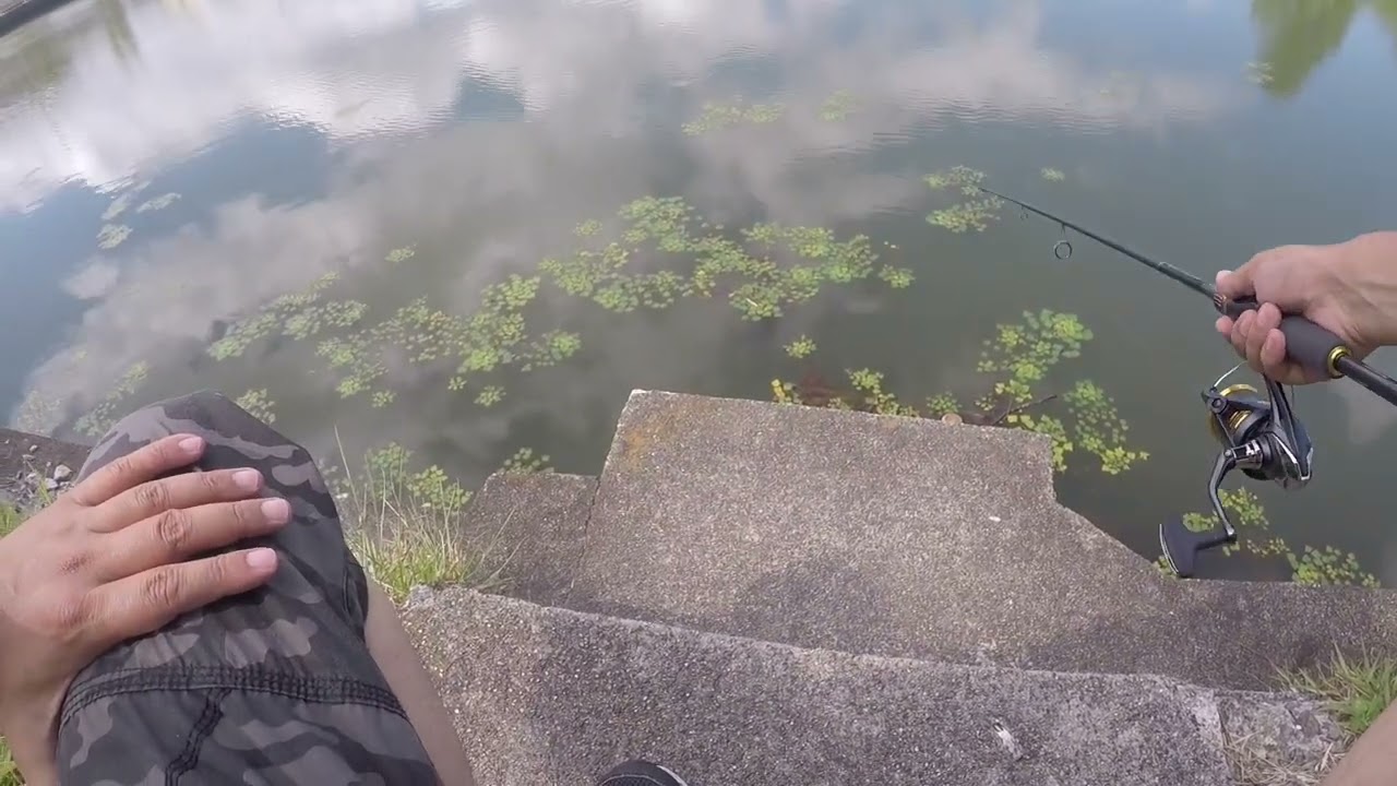 ８月野池での釣行@bass fishing@バス釣り@野池