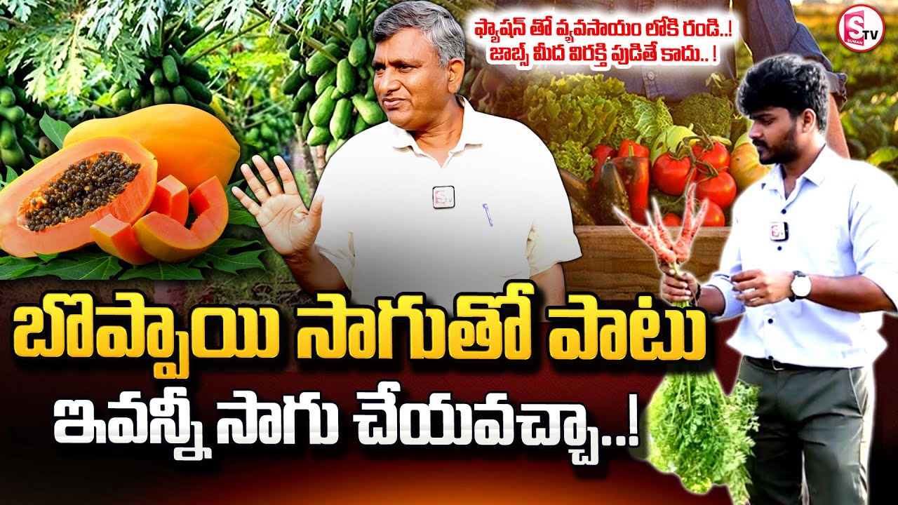 బొప్పాయి సాగు లాభాలు బాగు ..|  Papaya Farm In Telugu | Organic farming in Telugu | SumanTV Rythu |