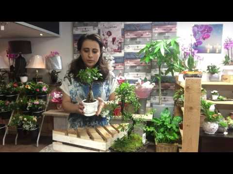 Video: Hoe omskep jy 'n bonsai in 'n denneboom?