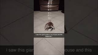 Kejutan Laba-laba Raksasa di Rumahku!