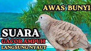 Suara Gacor Burung Perkutut Pikat AMPUH pancingan  BURUNG PERKUTUT MALAS BUNYI 100% LANGSUNG GACOR