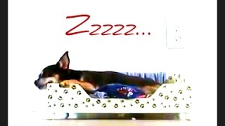 Dog Snores @AravahStar