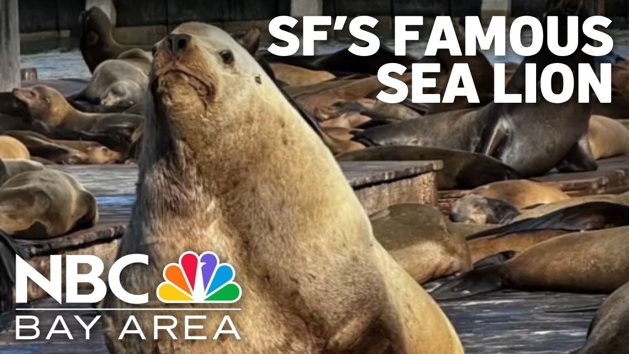 Meet ‘Chonkers,' a 2,000-pound sea lion drawing crowds in San Francisco