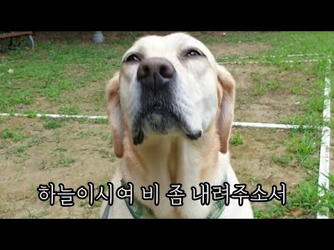 물 보면 환장하는 리트리버가 산책중 비를 만났을때 반응