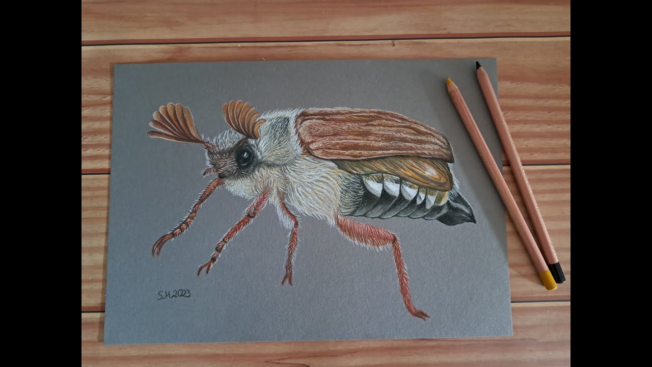  Maikäfer Zeichnung - YouTube Bildidee 