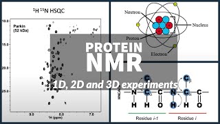 Protein NMR - using 1D, 2D and 3D experiments to solve structure