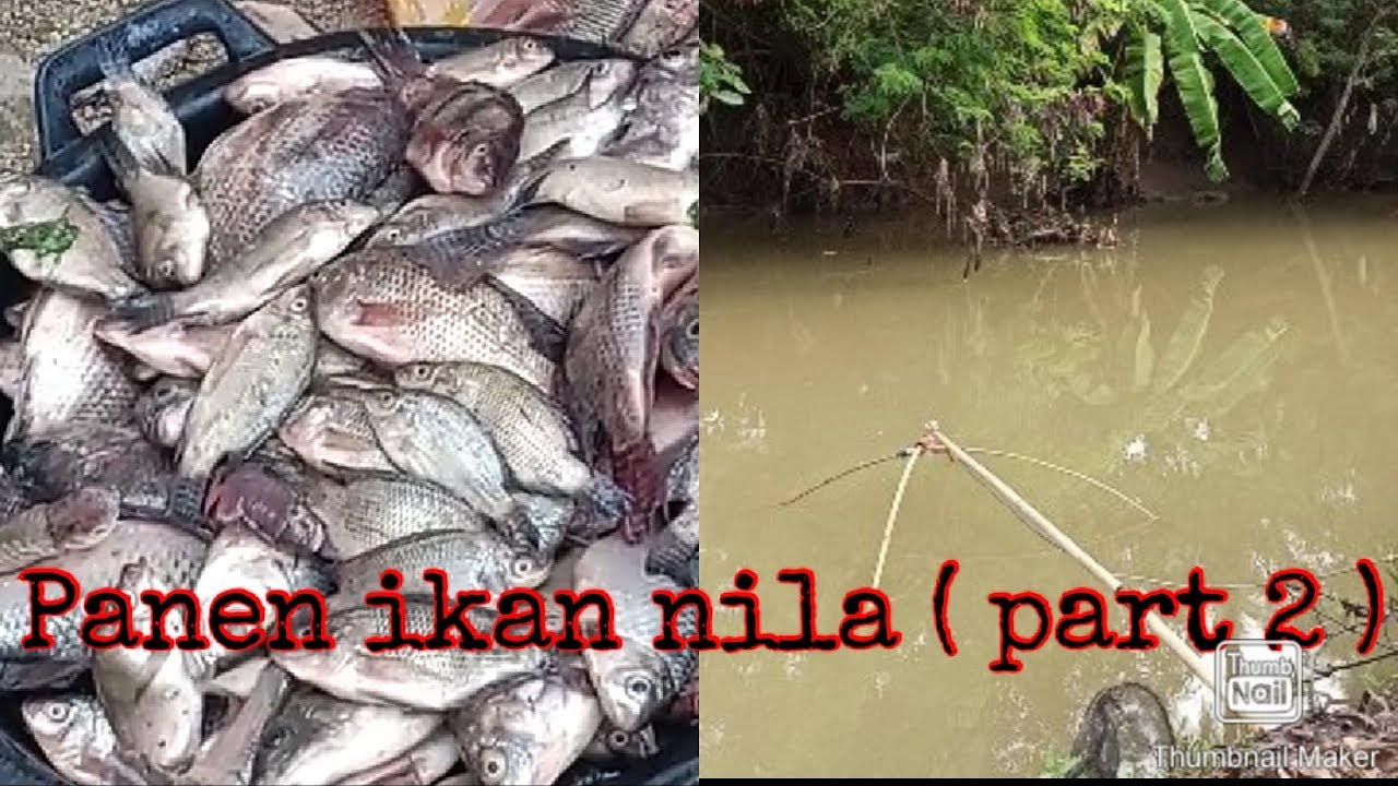 ANCO : EPS 13 Mantap!!! Panen ikan nila dengan alat tradisional (anco) part 2