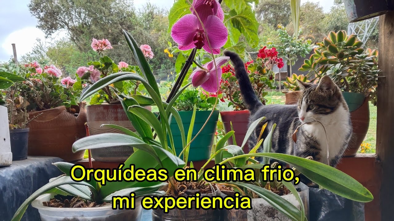 Les comparto mi proceso con las orquídeas,vamos bien🥰