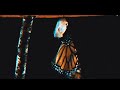 Polaris - REGRESS [Official Music Video]