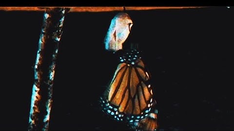 Polaris - REGRESS [Official Music Video]