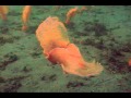 Tritonia diomedea escape swim behaviour