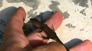 Tail Autotomy Of Japanese Grass Lizard 尻尾を自切するニホンカナヘビ Youtube
