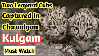 Cute Leopard Cubs | Two Leopards Captured In Chawalgam Kulgam Village | Kashmiri Baby Leopards