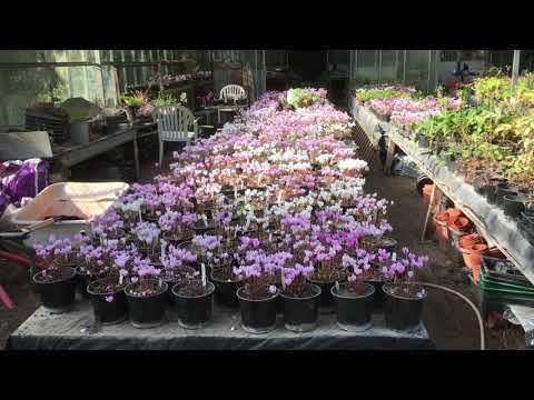 Video: Cyclamen Lilla