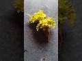 Mini bouquet🍃 mango leaves 🍃and# mustard# flowers#