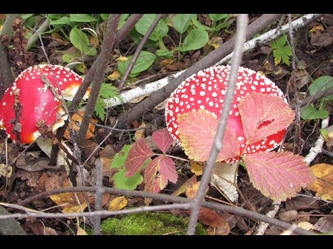 Грибы в лесу. Грибные места Челябинской области.