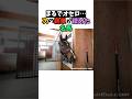 まるでオセロ…次の結果が読めた名馬 #競馬#horse